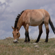 Przewalski’s horse. (Image: Lee Boyd)